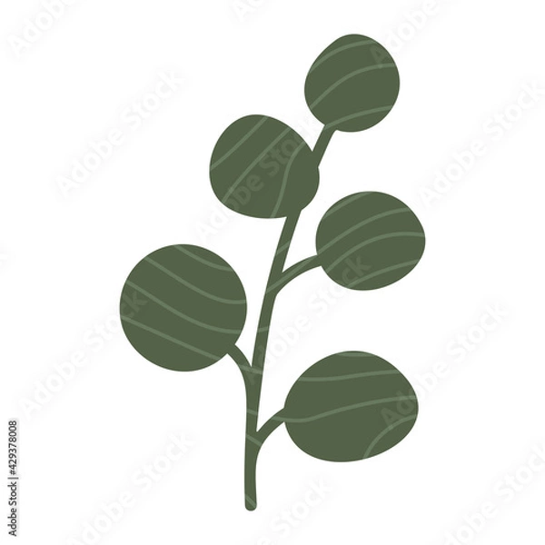 Fototapeta Eucalyptus leaves, tree branch, green color illustration isolated on white. Vector
