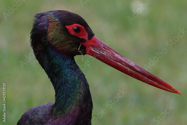 Obraz Schwarzstorch 2