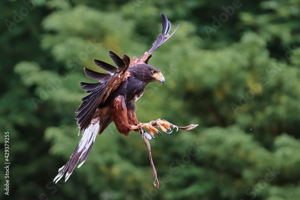 Obraz Wüstenbussard