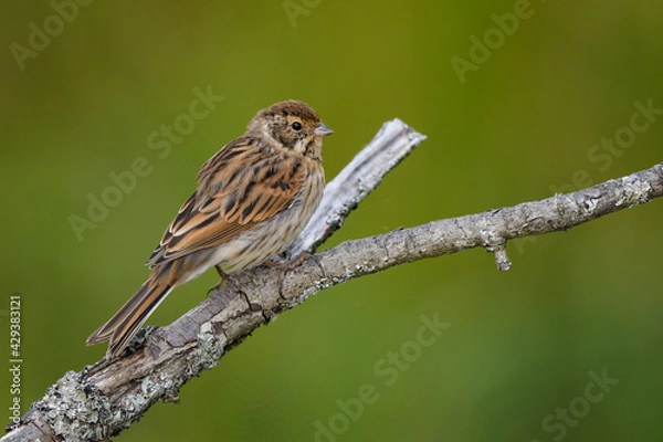 Obraz Emberiza schoeniclus