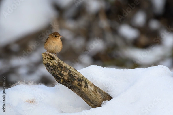 Obraz Troglodytes troglodytes