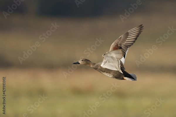 Obraz Mareca strepera