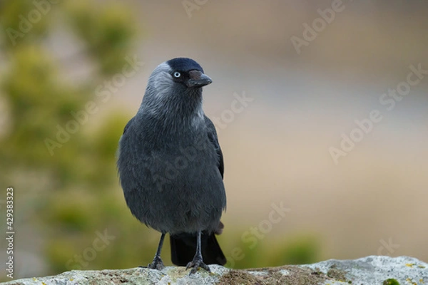 Obraz Coloeus monedula