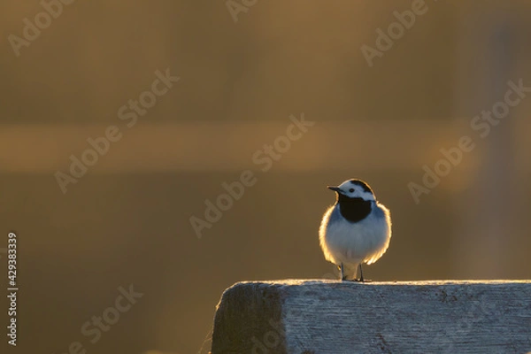 Obraz Motacilla alba