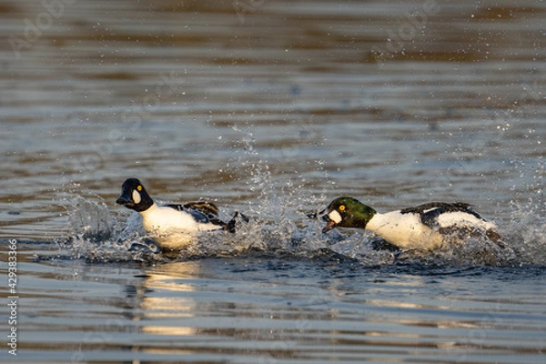 Obraz Bucephala clangula