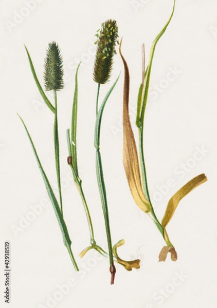 Obraz Color illustration of flowers in watercolor paintings