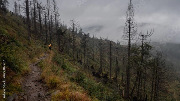 Fototapeta Path in the mountains on a foggy rainy day