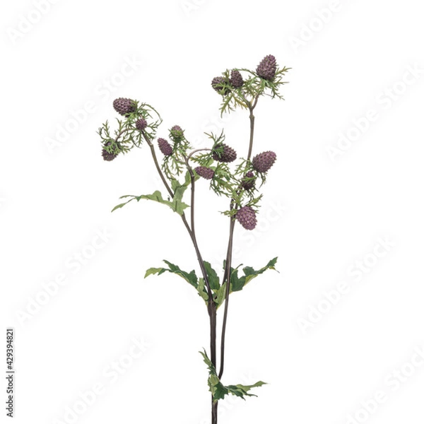 Fototapeta Realistic flowers and plants for designer compositions and interior decoration of residential and office premises. White isolated background