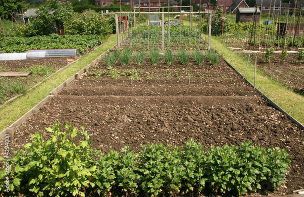 Fototapeta allotment plot