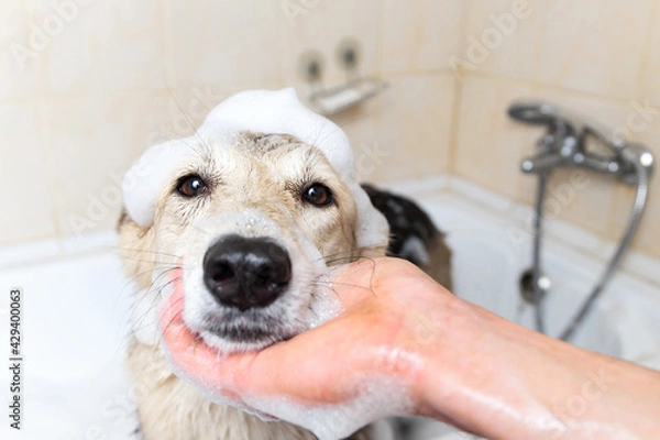 Fototapeta A dog taking a shower with soap and water
