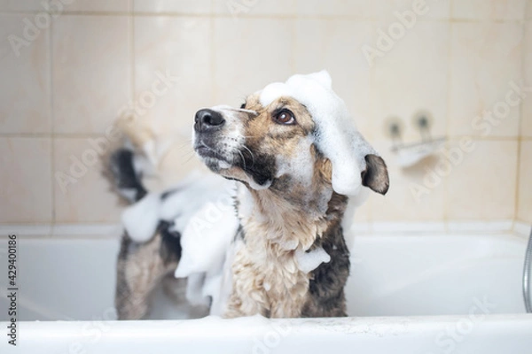 Fototapeta A dog taking a shower with soap and water