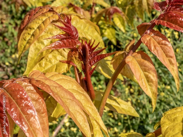 Fototapeta Bourgeons de feuilles