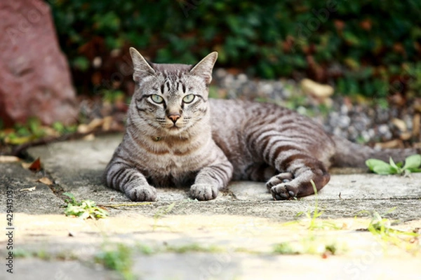 Obraz Lovely gray cat sitting at outdoor