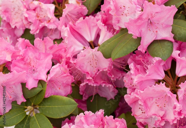 Fototapeta pink flowers of rhododendron 
