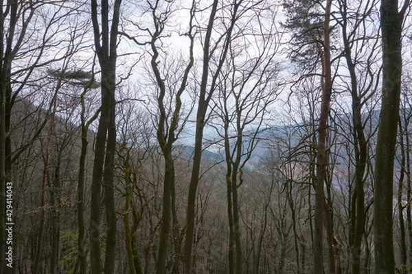 Fototapeta many thin trees in the forest