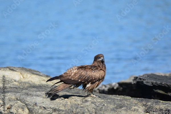 Fototapeta 海辺のトンビ