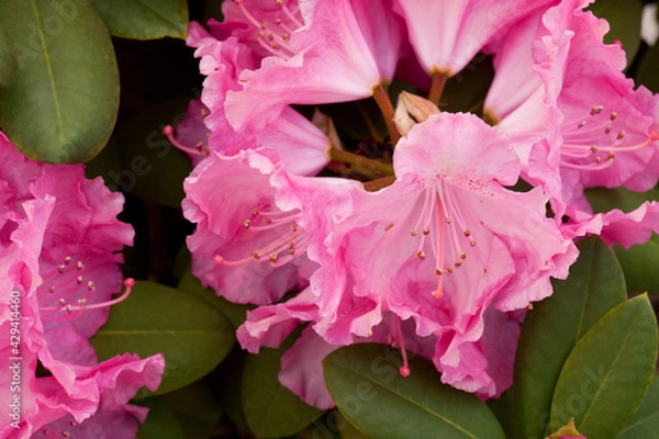 Fototapeta pink flower