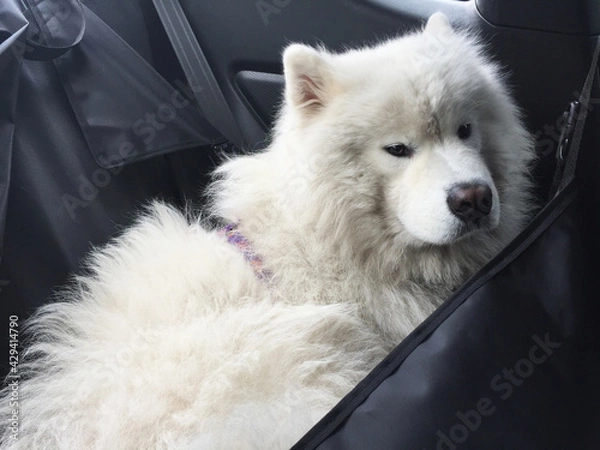 Fototapeta white dog sleeping