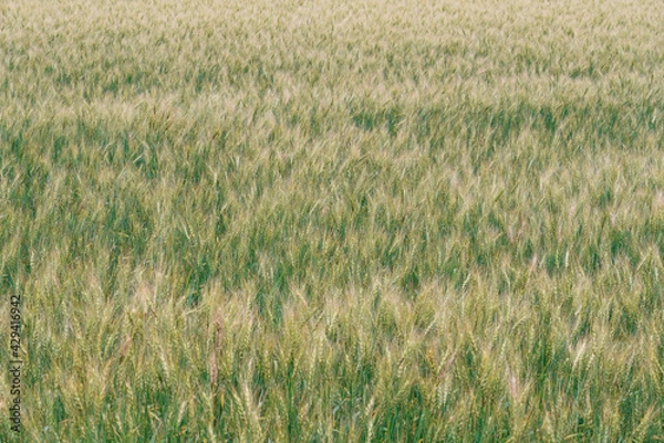 Fototapeta 小麦畑