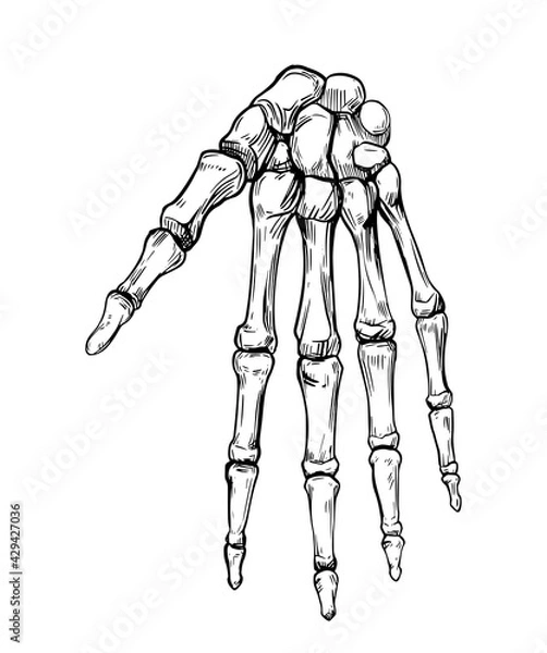 Obraz Human hand skeleton. Vector outline illustration