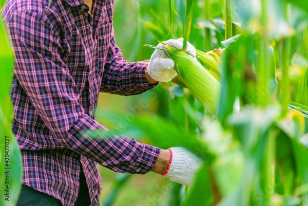 Obraz farmer wearing a red plaid shirt and white gloves is collecting fresh corn pods organic in corn fields for consumption or  raising animals.