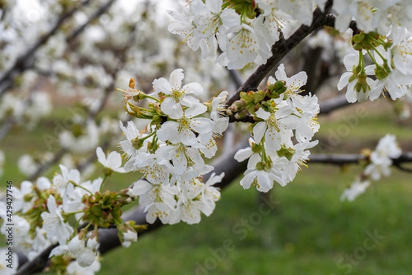 Obraz Beautiful tree bloom in sprig 