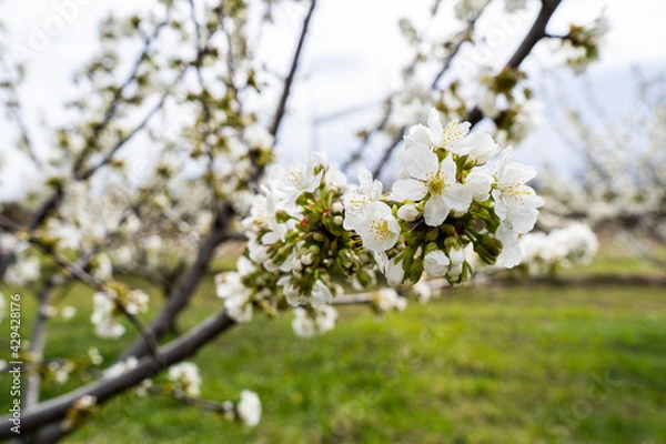 Obraz Tree blooming in spring