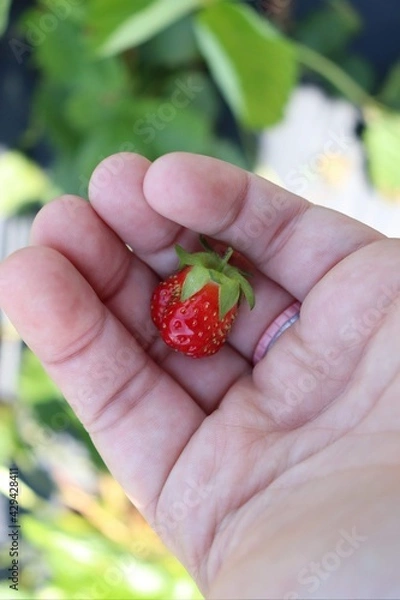 Obraz strawberry in hands