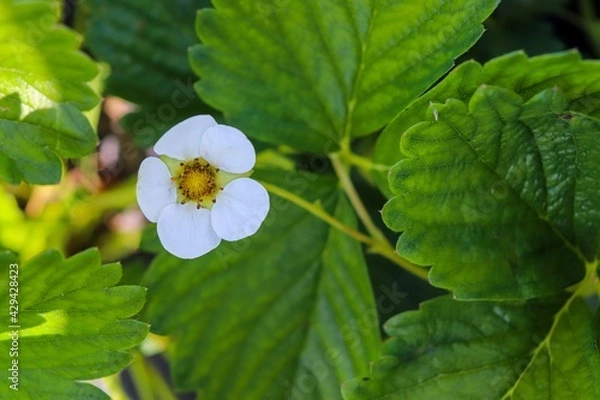 Obraz Strawberry flower bud