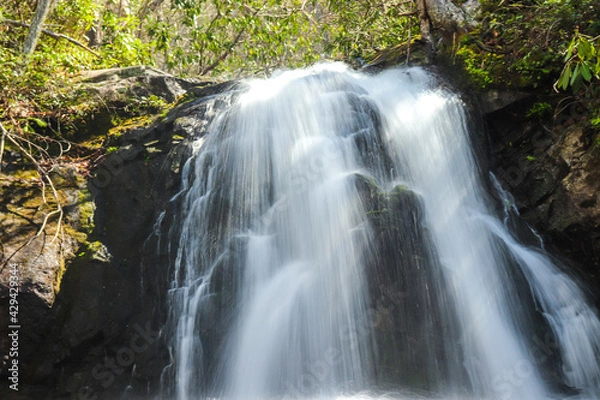 Obraz waterfall in the forest