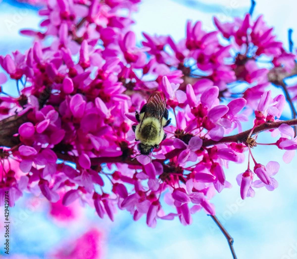 Obraz bee on pink flower