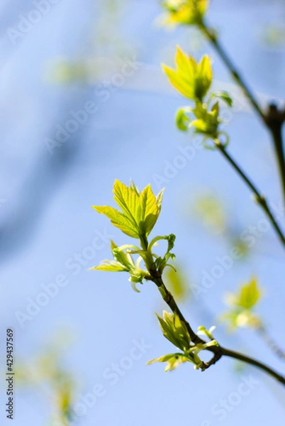 Obraz a detailed image of the first spring flowers, made in the technique of blurring the background to obtain a bokeh effect