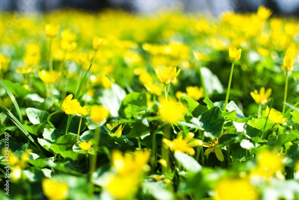 Obraz A detailed image of the first spring flowers, made in the technique of blurring the background to obtain a bokeh effect