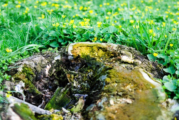 Obraz a detailed image of the first spring flowers and old stump.