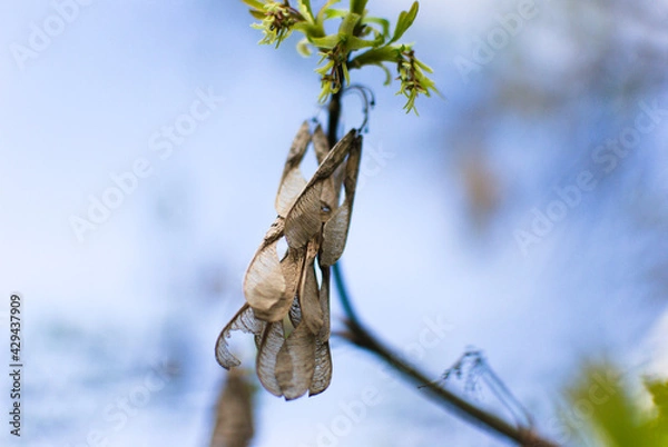 Obraz A detailed image of the first blossoming leaves and inflorescences against a blurred bokeh-style background of the azure sky.