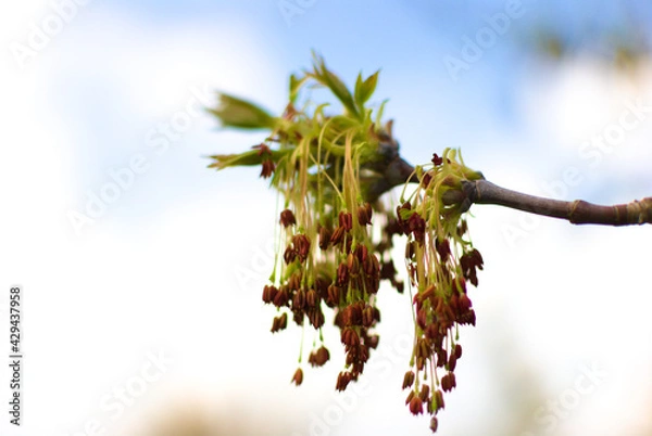 Obraz A detailed image of the first blossoming leaves and inflorescences against a blurred bokeh-style background of the azure sky.