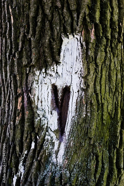 Obraz a drawing on a tree trunk in the form of a heart, which encircles a hollow