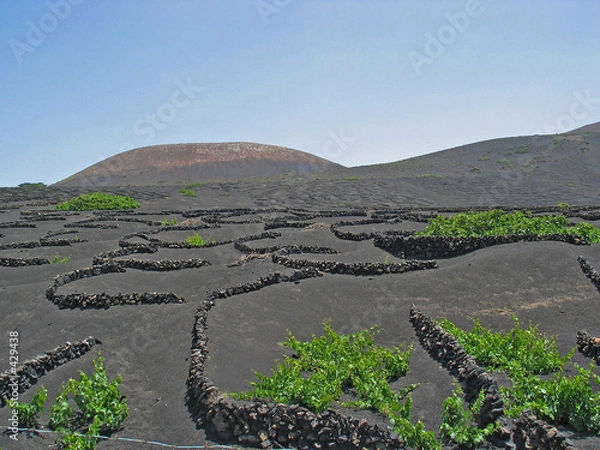 Obraz weinanbau am vulkan
