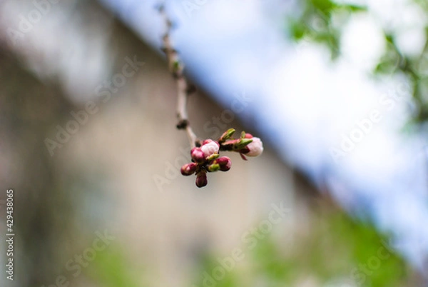 Obraz A detailed image of the first blossoming leaves and inflorescences against a blurred bokeh-style background of the azure sky.
