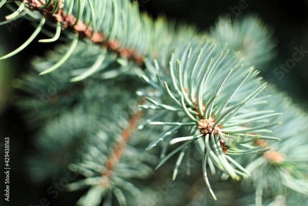 Obraz spruce branch captured in close-up