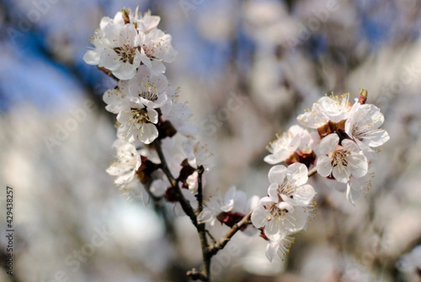 Fototapeta White apricot inflorescences on a blurred background