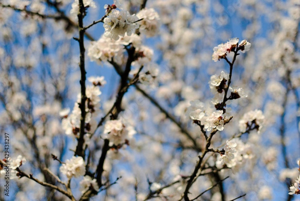 Obraz White apricot inflorescences on a blurred background
