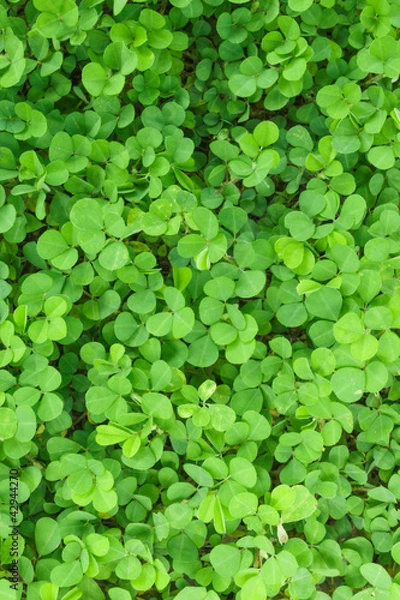 Obraz Three Leaf Clovers