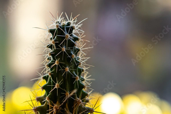 Fototapeta Kaktus