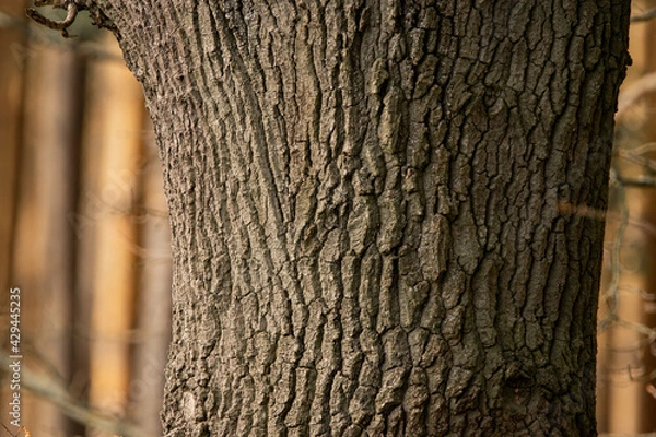 Fototapeta Eichenstamm 