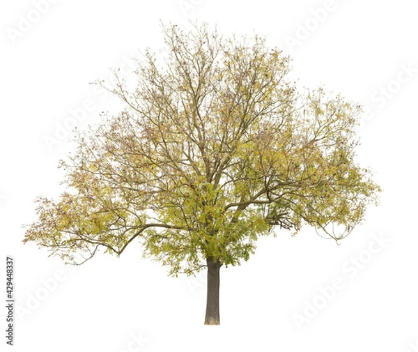 Fototapeta Honey Locust tree isolated on white background