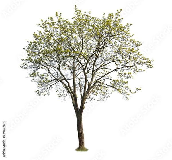 Fototapeta Isolated Blooming Tree on white background. Maple tree cutout.