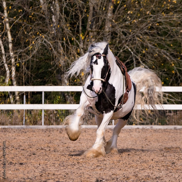 Obraz Irish Cob in the paddock