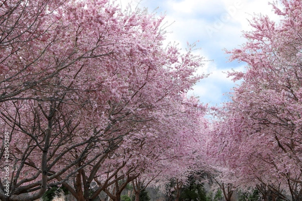 Obraz Cherry Blossom Trees on a Cloudy Spring Day