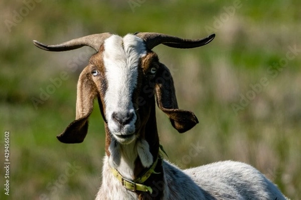 Fototapeta portrait of rove goat in pasture